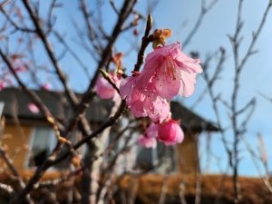 土肥桜咲いています